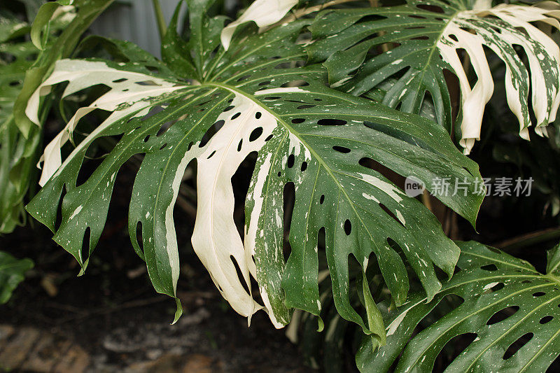 稀有的热带白色斑纹'Albo' Monstera Deliciosa '瑞士奶酪植物'植物叶子